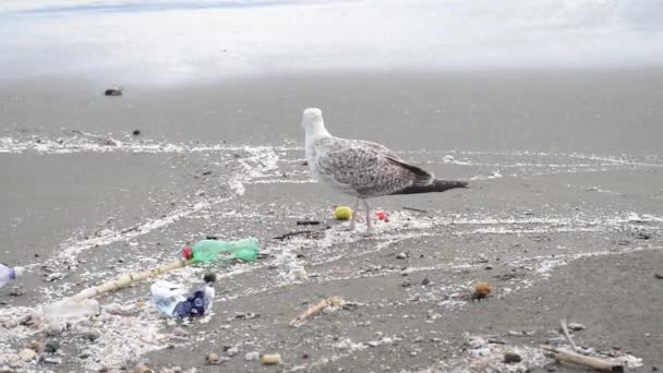 Möwe zwischen Müll am Strand von Neapel — Stockvideo