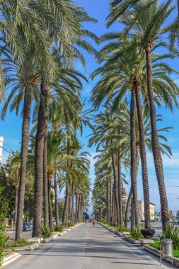 Yaz aylarında mallorca, Palm tree yolu