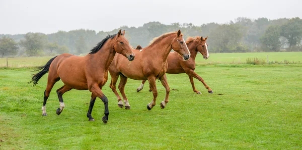 sabah sis içinde ağaç atlar