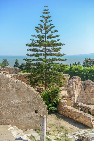 Kartaca, Tunus Antoninler Hamamı kalıntıları — Stok fotoğraf