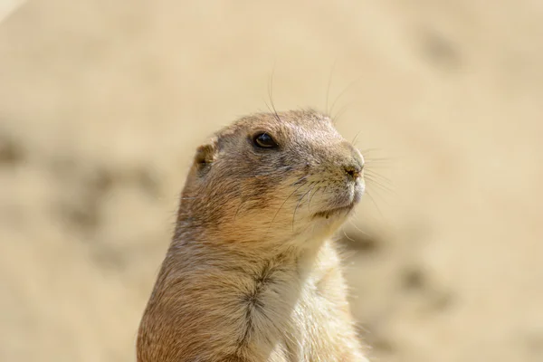 kahverengi goundhog seyretmek