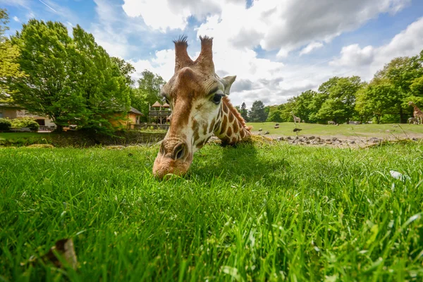 Giraffe eating green grass in the sun — Stock Photo, Image