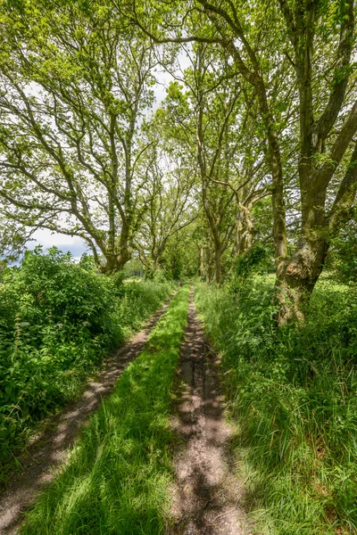 Old track between trees and fields — Stock Photo, Image