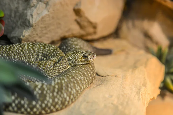Green and brown snake sitting on a stone — Stock Photo, Image