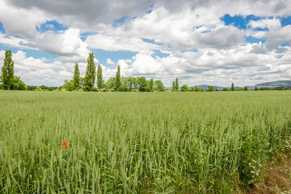 Field of green wheat near roman city of carnuntum, vienna — Stock Photo, Image