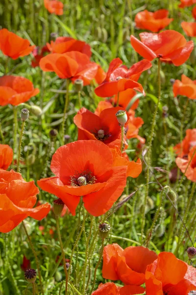 Haşhaş (gelincik (bitki)) alanında tarımı