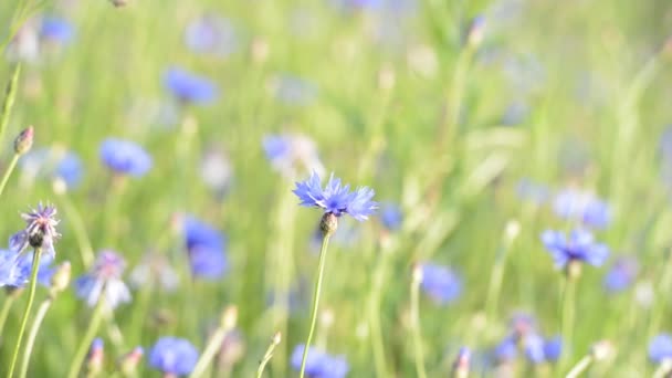 Blauwe korenbloemen groeien op landbouwgebied geplant — Stockvideo