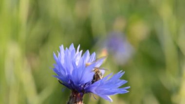 Bir çiçek Peygamber Tozlaşmayı arı. Peygamber Çiçeği - Centaurea