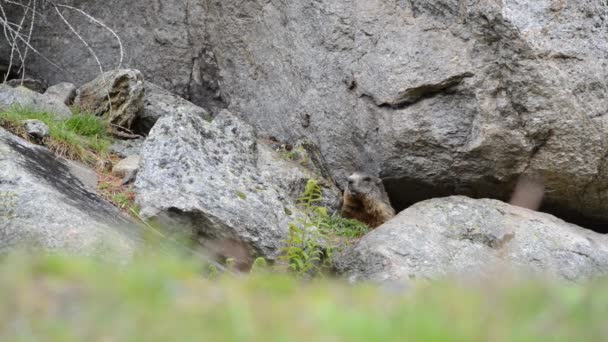 かわいいアルピン マーモット石、ヨーロッパ、スイスの下に座って — ストック動画