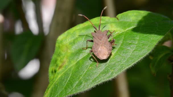 一片叶子停靠 bug （黄杨与 Coreus） 远走高飞 — 图库视频影像