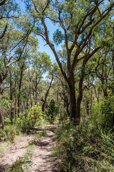 Lesní cesta, Victoria, Austrálie — Stock fotografie