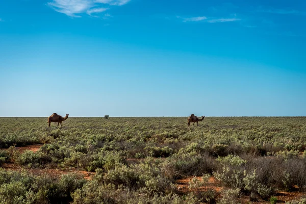 骆驼的纳拉伯平原，西部澳大利亚 — 图库照片