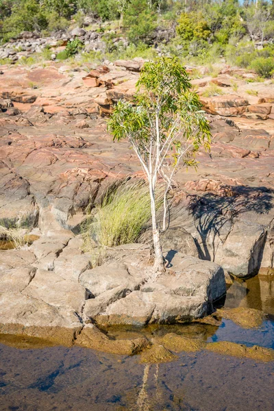 Árvore entre rochas, Mitchell Plateau, Austrália Ocidental — Fotografia de Stock