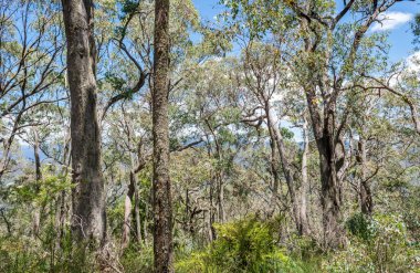 Orman Victoria, Avustralya