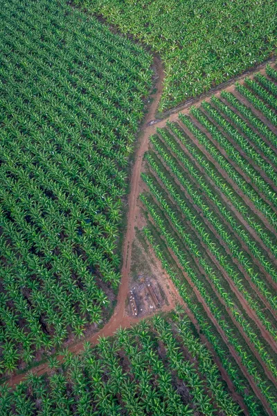 Plantación de plátanos, Cairns, Australia — Foto de Stock