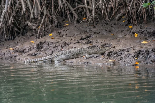 Crocodile on river bank, Daintree — Stock Photo, Image