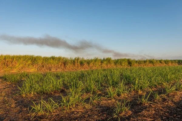 Sugar Cane Field, Cairns, Australie — Photo