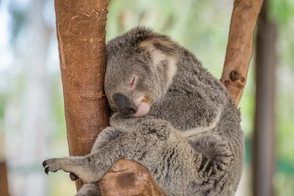 Koala ayısı ağacında uyku