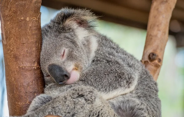 Urso Koala adormecido em árvore — Fotografia de Stock