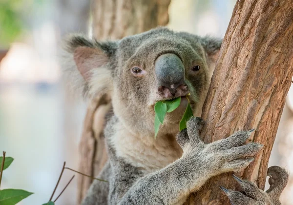 Jedzenie Miś Koala w drzewo — Zdjęcie stockowe