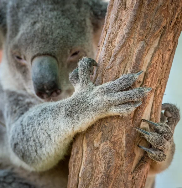 Νύχι αρκούδα Koala σε δέντρο — Φωτογραφία Αρχείου