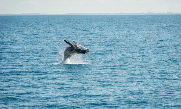 Wal Hervey Bay, Avustralya atlama