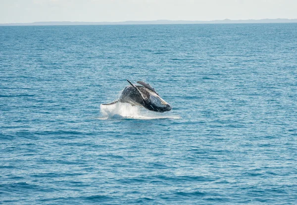 Wal Hervey Bay, Avustralya atlama