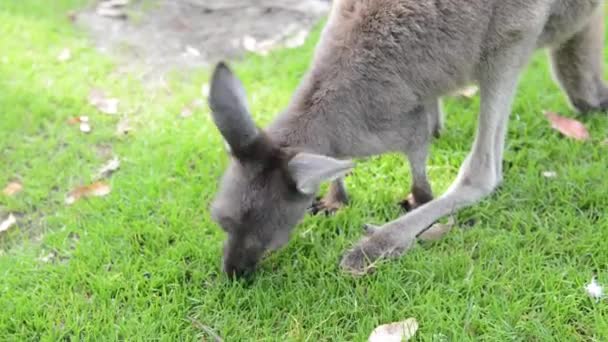 Молодой кенгуру ест, Австралия — стоковое видео