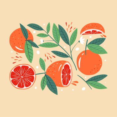 Greyfurtlu modern poster. Botanik sanat baskısı. Kağıt, kapak, kart, kumaş, iç malzemeler ve diğer kullanıcılar için modern tasarım. Vektör illüstrasyonu.