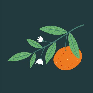 Karanlık arka planda izole edilmiş mandalinalı modern illüstrasyon. Botanik sanat baskısı. Vektör illüstrasyonu.