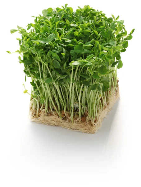 Pea shoots, chinese vegetable — Stock Photo, Image