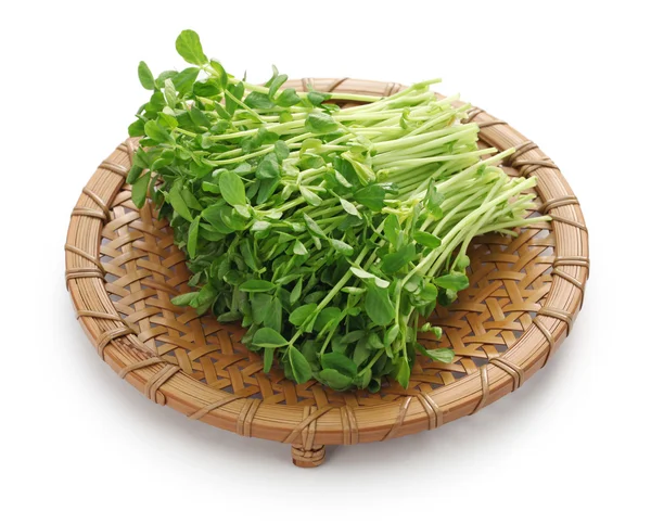 Pea scheuten, chinese groente — Stockfoto