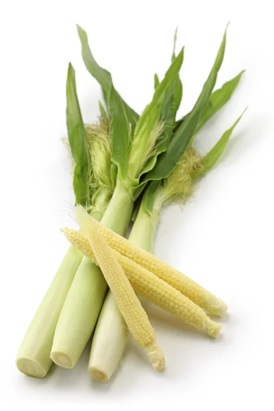 Baby corn, young corn, mini corn — Stock Photo, Image