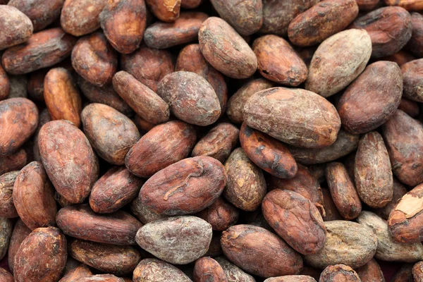 Granos de cacao crudos — Foto de Stock