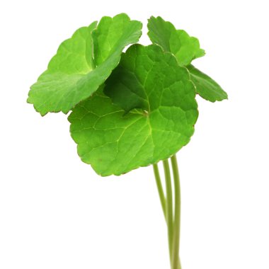 gotU kola, Asya pennywort, centella asiatica