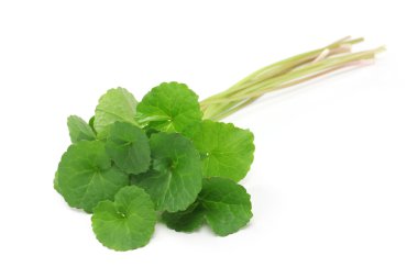 gotU kola, Asya pennywort, centella asiatica