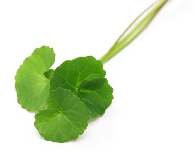 gotU kola, Asya pennywort, centella asiatica
