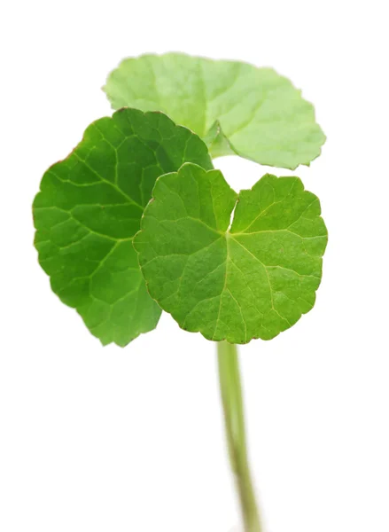 Gotu kola, pennichella asiatica, centella asiatica — Foto Stock