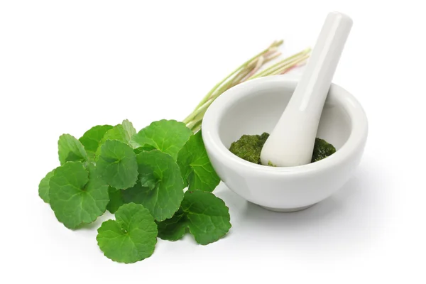 Gotu kola, pennywort asiática, centella asiatica — Foto de Stock