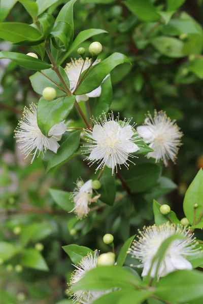 Myrten, myrtus, myrthen — Stockfoto