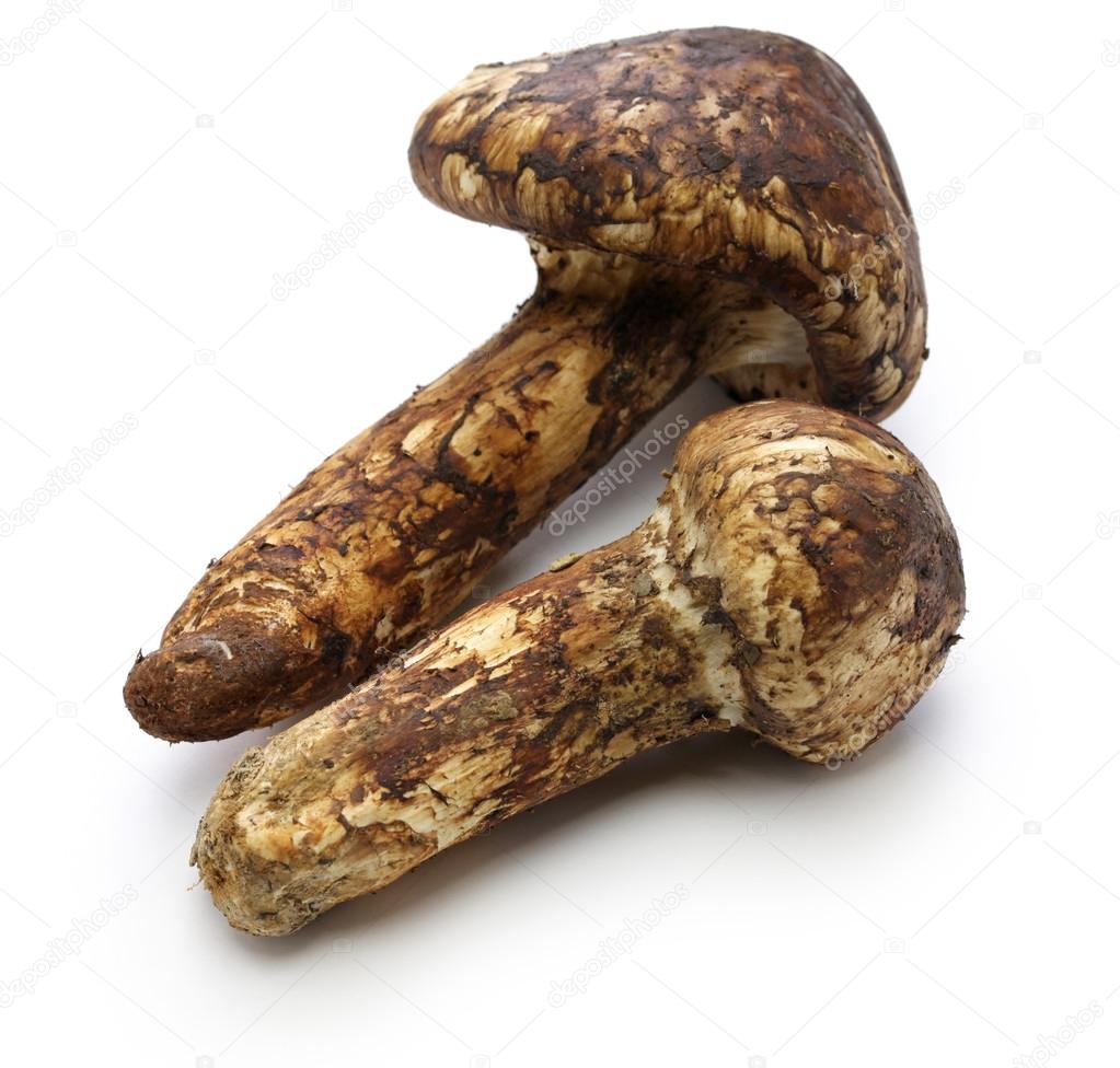 Matsutake Pilz informacionpublica.svet.gob.gt