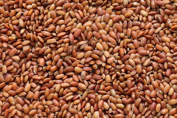Сырой бутанский красный рис — стоковое фото