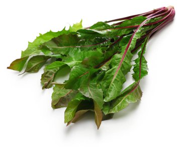 kırmızı karahindiba, italiko rosse, İtalyan yaprağı hindiba.