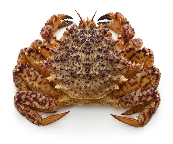 Kurigani Japanese Helmet Crab Isolated White Background — Stock Photo, Image