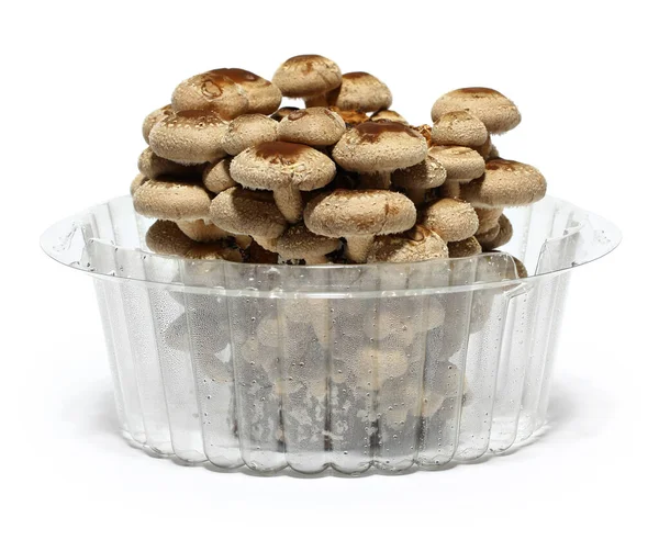 Shiitake Mushroom Fungus Bed Cultivation — Stock Photo, Image