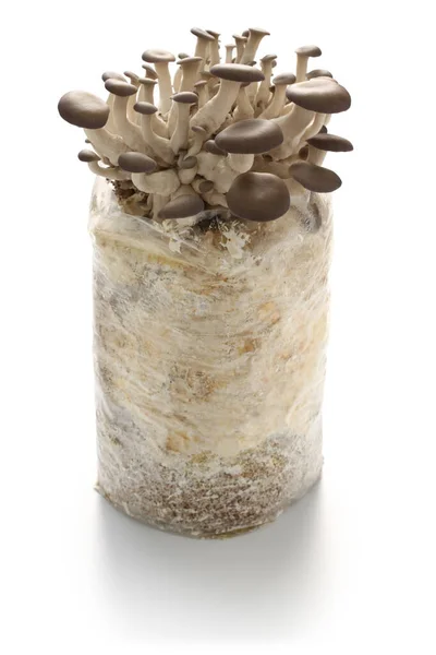 牡蛎蘑菇菌床栽培 — 图库照片