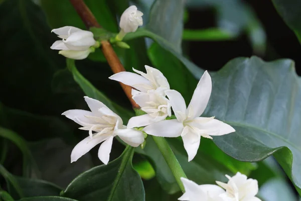 Λευκά Άνθη Άνθος Καφέ Coffea Arabica — Φωτογραφία Αρχείου