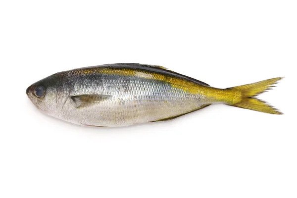 白色背景下分离的带黄色条纹的小白鱼 — 图库照片