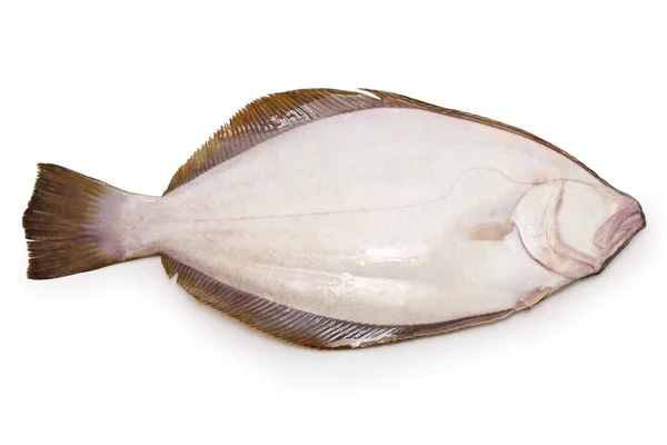 Hirame Japonês Flatfish Parte Trás — Fotografia de Stock