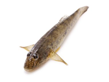 Mahaze, Japon keçi balığı beyaz arka planda izole edilmiş.